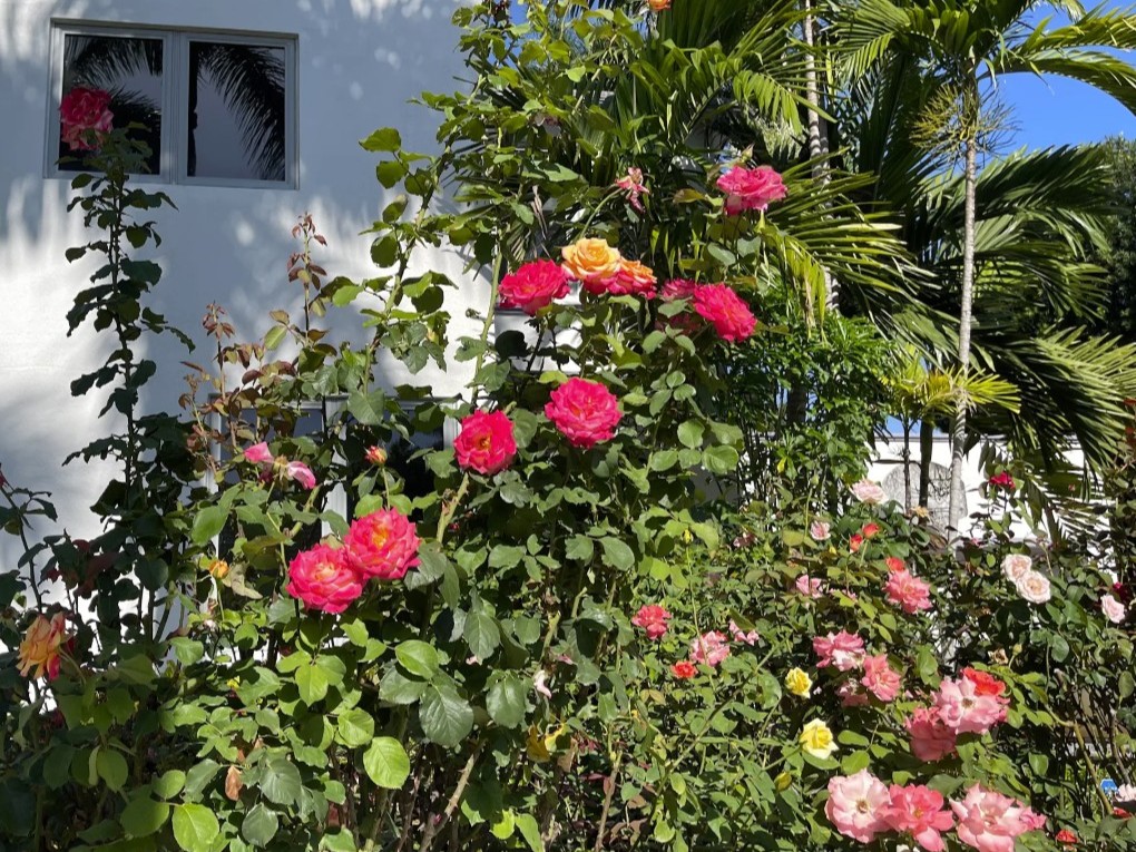 beacon irrigation lush landscaping